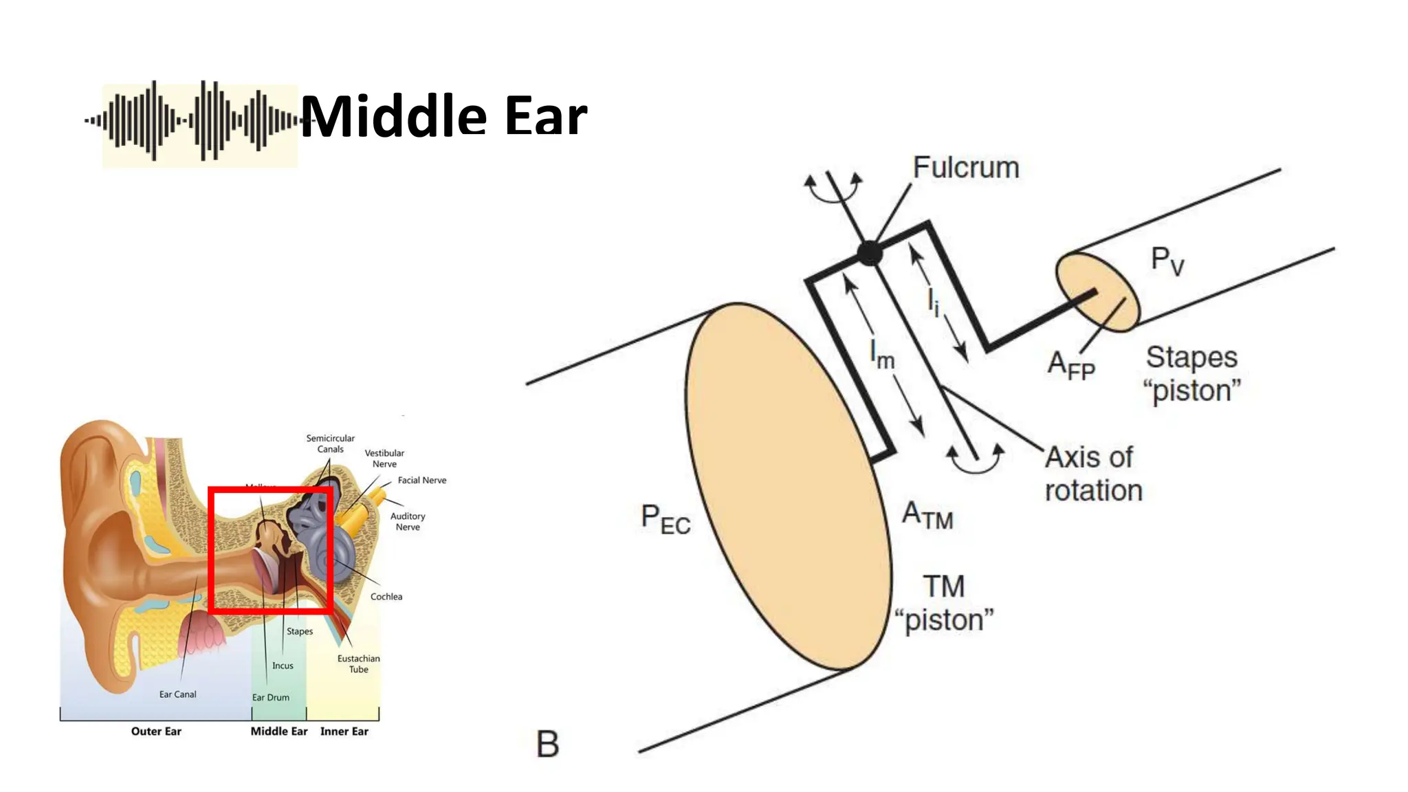 Physiology of Auditory System.pptx