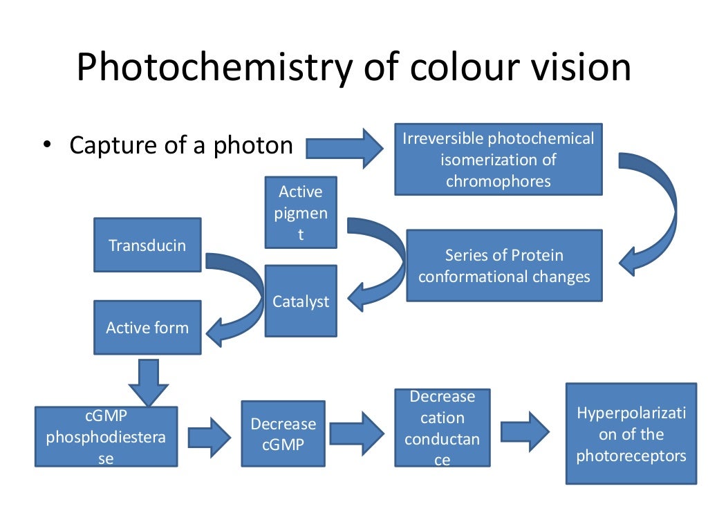 Physiology of colour vision