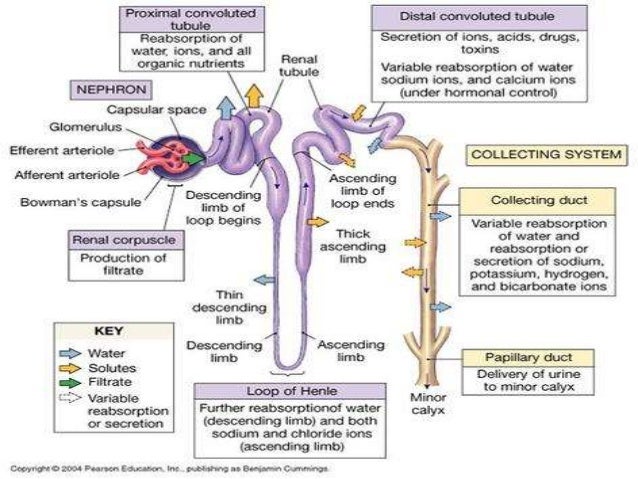 Acid-base diet – – Acid-base diet – –