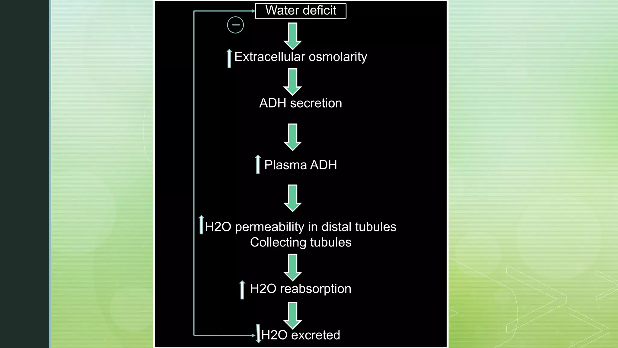 Water deficit
Extracellular osmolarity
ADH secretion
Plasma ADH
H2O permeability in distal tubules
Collecting tubules
H2O reabsorption
H2O excreted
 