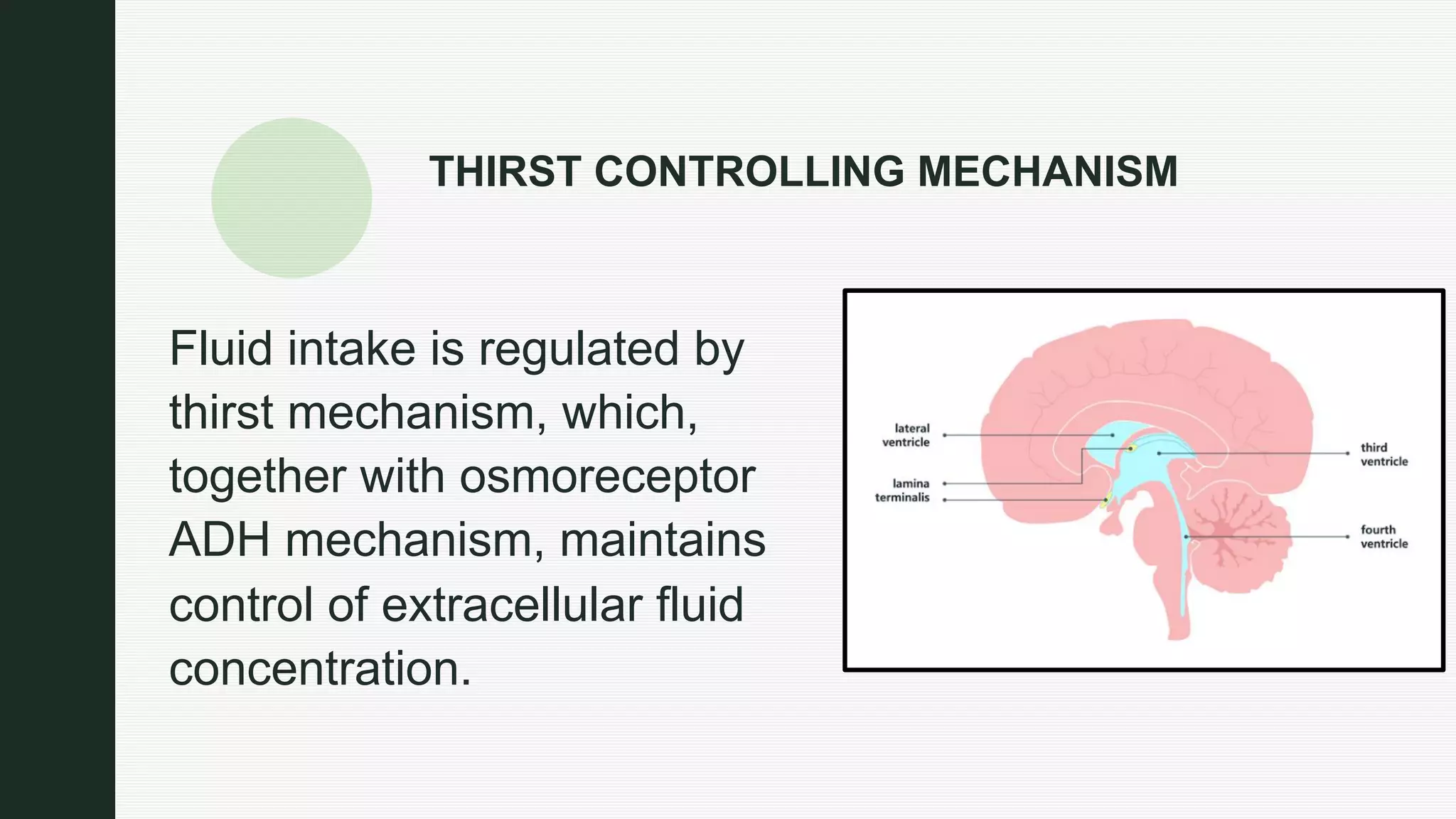 THIRST CONTROLLING MECHANISM
Fluid intake is regulated by
thirst mechanism, which,
together with osmoreceptor
ADH mechanism, maintains
control of extracellular fluid
concentration.
 