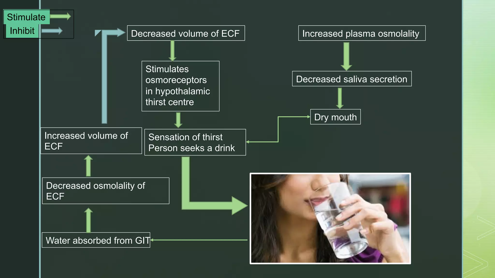 z Decreased volume of ECF Increased plasma osmolality
Decreased saliva secretion
Stimulates
osmoreceptors
in hypothalamic
thirst centre
Dry mouth
Sensation of thirst
Person seeks a drink
Water absorbed from GIT
Decreased osmolality of
ECF
Increased volume of
ECF
Stimulate
Inhibit
 