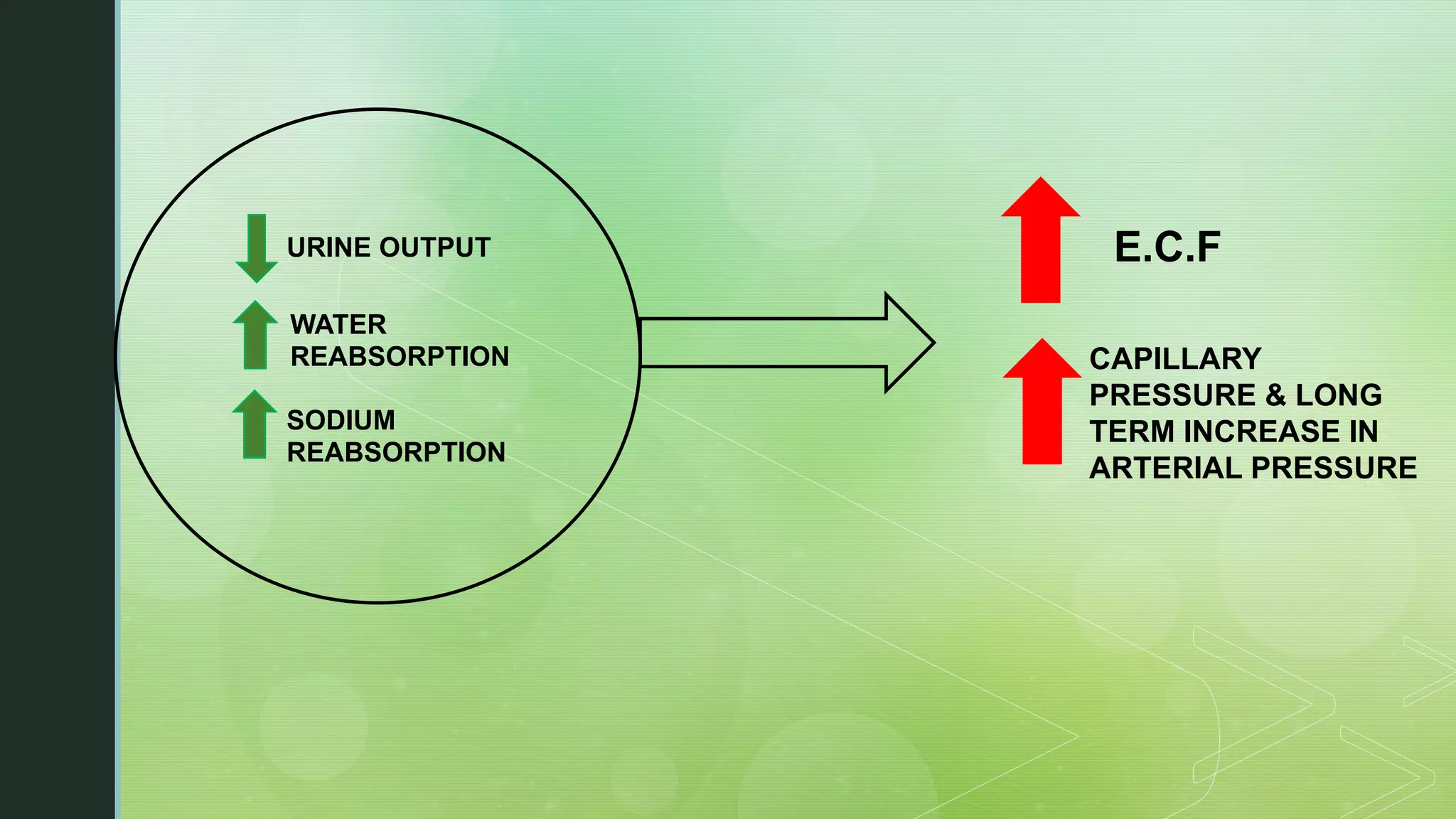 URINE OUTPUT
WATER
REABSORPTION
SODIUM
REABSORPTION
E.C.F
CAPILLARY
PRESSURE & LONG
TERM INCREASE IN
ARTERIAL PRESSURE
 