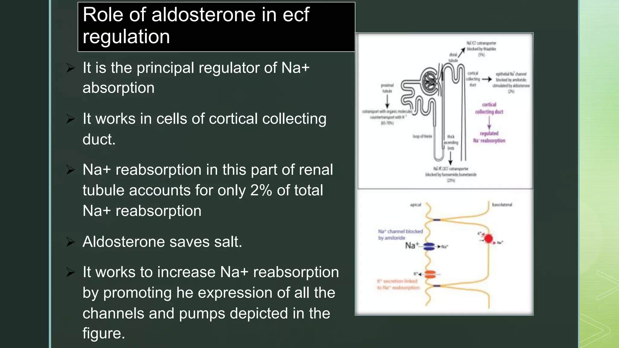 z
Role of aldosterone in ecf
regulation
Ø It is the principal regulator of Na+
absorption
Ø It works in cells of cortical collecting
duct.
Ø Na+ reabsorption in this part of renal
tubule accounts for only 2% of total
Na+ reabsorption
Ø Aldosterone saves salt.
Ø It works to increase Na+ reabsorption
by promoting he expression of all the
channels and pumps depicted in the
figure.
 