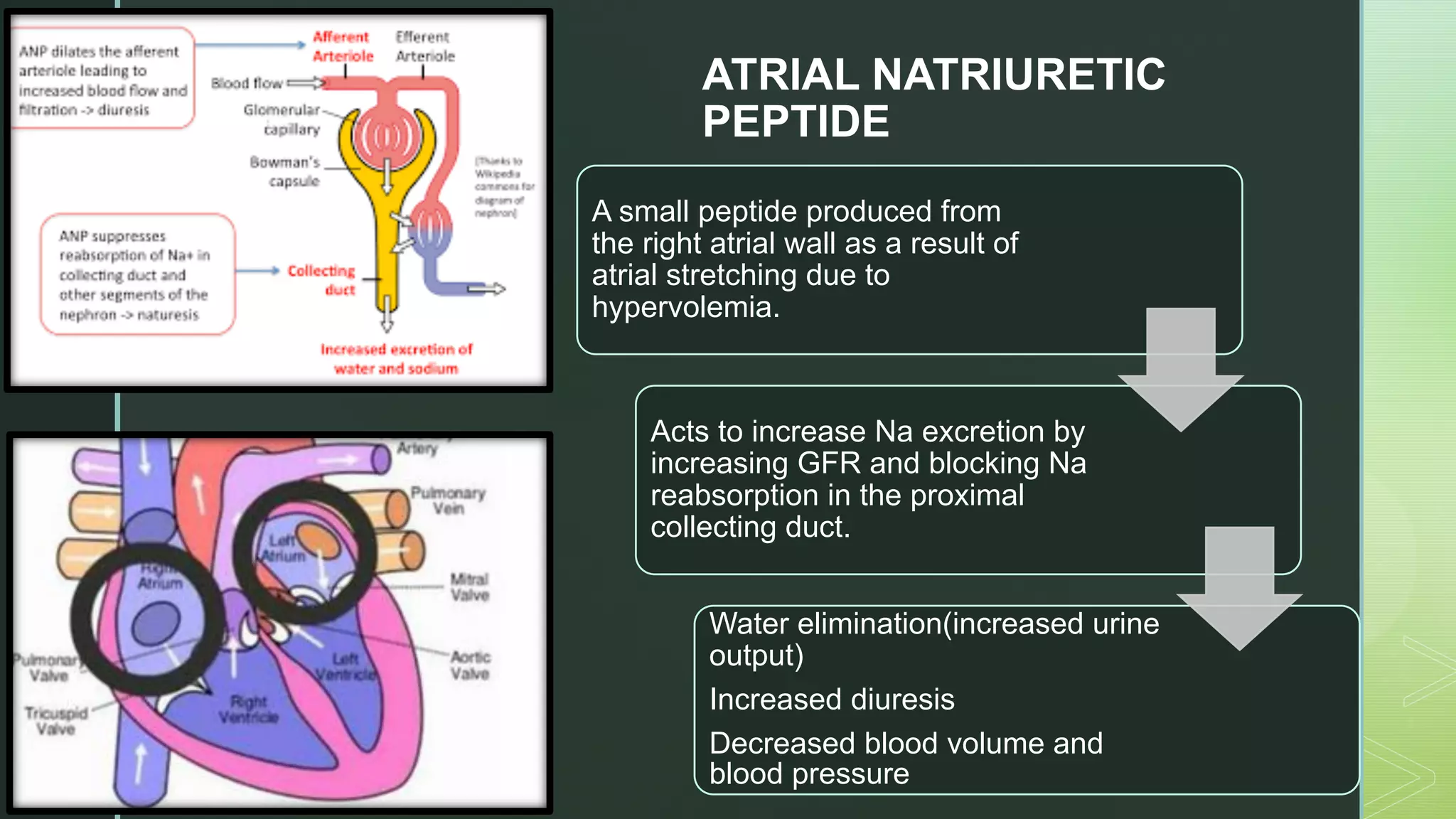 Physiology regulation of body fluids and osmolality (renal) PPT