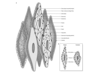 Comprehensive Overview of Smooth Muscle Structure and Function | PDF