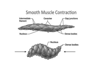 Comprehensive Overview of Smooth Muscle Structure and Function | PDF