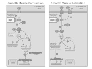 Comprehensive Overview of Smooth Muscle Structure and Function | PDF