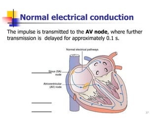 Normal Electrical Pathways Physiology 1- Cardiovascular system - Chapter 13- Part II 2025-2026 ...