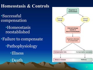 12
12
Homeostasis & Controls
•Successful
compensation
•Homeostasis
reestablished
•Failure to compensate
•Pathophysiology
•Illness
•Death
 