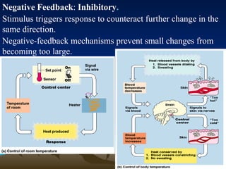 18
18
Negative Feedback: Inhibitory.
Stimulus triggers response to counteract further change in the
same direction.
Negative-feedback mechanisms prevent small changes from
becoming too large.
 