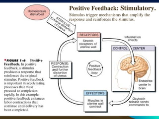 21
21
Positive Feedback: Stimulatory.
Stimulus trigger mechanisms that amplify the
response and reinforces the stimulus.
 