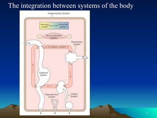 6
6
The integration between systems of the body
 
