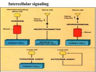 12
Intercellular signaling
 