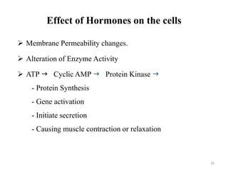 16
Effect of Hormones on the cells
 Membrane Permeability changes.
 Alteration of Enzyme Activity
 ATP  Cyclic AMP  Protein Kinase 
- Protein Synthesis
- Gene activation
- Initiate secretion
- Causing muscle contraction or relaxation
 