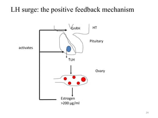24
24
LH surge: the positive feedback mechanism
HT
Pituitary
Ovary
GnRH
LH
Estrogen
>200 µg/ml
activates
 