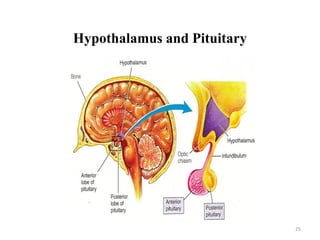 Hypothalamus and Pituitary
25
 