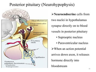Posterior pituitary (Neurohypophysis)
Neuroendocrine cells from
two nuclei in hypothalamus
synapse directly on to blood
vessels in posterior pituitary
• Supraoptic nucleus
• Paraventricular nucleus
When an action potential
arrives down axon, it releases
hormone directly into
bloodstream
30
 