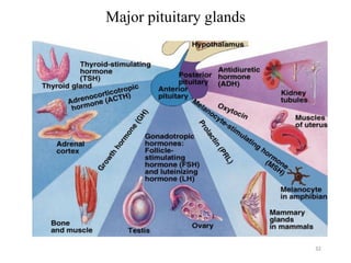 Major pituitary glands
32
 