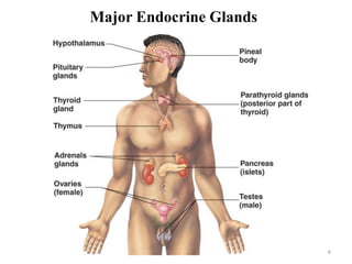 6
Major Endocrine Glands
 