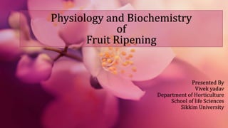 Physiology and Biochemistry
of
Fruit Ripening
Presented By
1) Vivek yadav
Department of Horticulture
School of life Sciences
Sikkim University
 