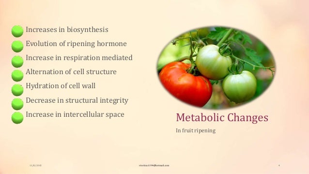 Physiology And Biochemistry Of Ripening Fruit