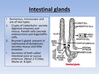 Intestinal glands
• Numerous, microscopic and
are of two types.
1. Crypts of Lieberkuhn- secrete
digestive enzymes and
mucus. Paneth cells (secrete
enterocrinin) and Argentaffin
cells.
2. Brunner’s gland- present in
submucosa of duodenum,
secretes mucus and little
enzymes.
• Secretion of both called
intestinal juice or succus
entericus. About 2-3 l/day.
Works at 8.3pH.
 