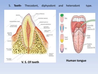 5. Teeth- Thecodont, diphyodont and heterodont type.
Human tongueV. S. Of teeth
 
