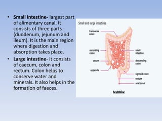 • Small intestine- largest part
of alimentary canal. It
consists of three parts
(duodenum, jejunum and
ileum). It is the main region
where digestion and
absorption takes place.
• Large intestine- it consists
of caecum, colon and
rectum. Colon helps to
conserve water and
minerals. It also helps in the
formation of faeces.
 
