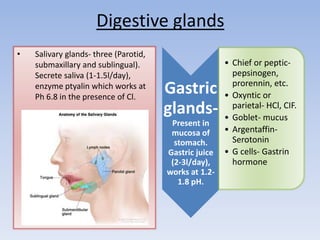 Digestive glands
• Salivary glands- three (Parotid,
submaxillary and sublingual).
Secrete saliva (1-1.5l/day),
enzyme ptyalin which works at
Ph 6.8 in the presence of Cl.
Gastric
glands-
Present in
mucosa of
stomach.
Gastric juice
(2-3l/day),
works at 1.2-
1.8 pH.
• Chief or peptic-
pepsinogen,
prorennin, etc.
• Oxyntic or
parietal- HCl, CIF.
• Goblet- mucus
• Argentaffin-
Serotonin
• G cells- Gastrin
hormone
 