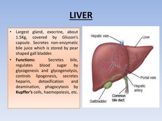 LIVER
• Largest gland, exocrine, about
1.5Kg, covered by Glisson’s
capsule. Secretes non-enzymatic
bile juice which is stored by pear
shaped gall bladder.
• Functions: Secretes bile,
regulates blood sugar by
glycogenesis and glycogenolysis,
controls lipogenesis, secretes
heparin, detoxification and
deamination, phagocytosis by
Kupffer’s cells, haemopoiesis, etc.
 