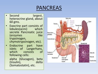 PANCREAS
• Second largest,
heterocrine gland, about
60 gms.
• Exocrine part consists of
lobules(acini) which
secrete Pancreatic juice
(enzymes like
trypsinogen,
chymotrypsinogen, etc).
• Endocrine part have
islets of Langerhans,
which consists of
following cells:
alpha (Glucagon), beta
(Insulin), delta
(Somatostatin), etc.
 