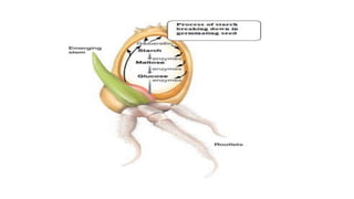 PHYSIOLOGY AND BIOCHEMISTRY OF SEED GERMINATION.pptx