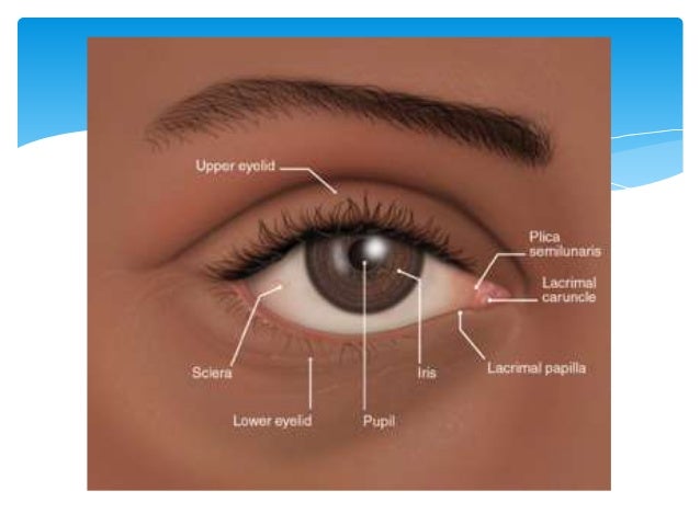 Physiology of the Eyelids and Lacrimal Pump/ Methods of Examination