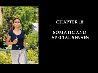 CHAPTER 10: SOMATIC AND  SPECIAL SENSES 