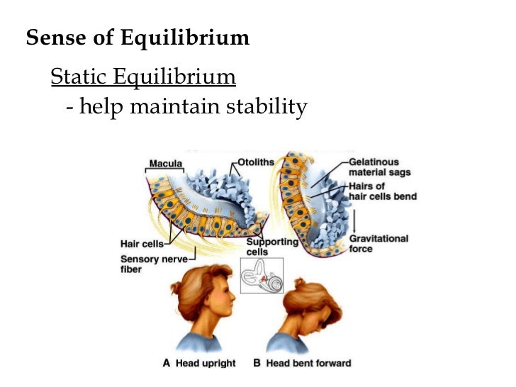 Physiology CH 10 lecture notes