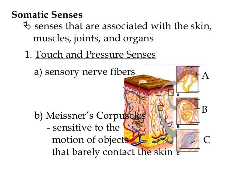 Physiology CH 10 lecture notes