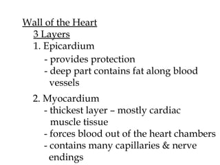 Wall of the Heart 3 Layers 1. Epicardium - provides protection - deep part contains fat along blood    vessels 2. Myocardium - thickest layer – mostly cardiac  muscle tissue - forces blood out of the heart chambers - contains many capillaries & nerve   endings 