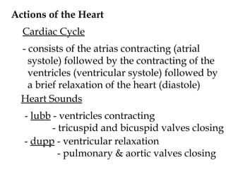 Actions of the Heart Cardiac Cycle - consists of the atrias contracting (atrial  systole) followed by the contracting of the ventricles (ventricular systole) followed by a brief relaxation of the heart (diastole) Heart Sounds -  lubb  - ventricles contracting   - tricuspid and bicuspid valves closing -  dupp  - ventricular relaxation   - pulmonary & aortic valves closing 