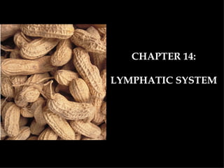 CHAPTER 14: LYMPHATIC SYSTEM 