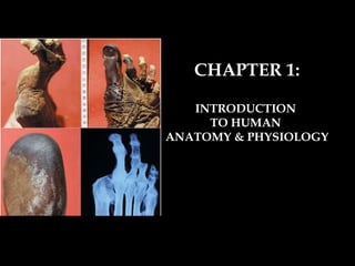 CHAPTER 1: INTRODUCTION  TO HUMAN  ANATOMY & PHYSIOLOGY 