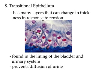Urinary System Diffusion Physiology Ch 5 Lecture Notes | PDF