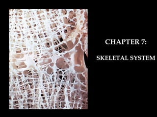 CHAPTER 7: SKELETAL SYSTEM 
