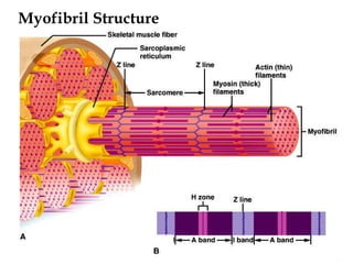 Myofibril Structure 