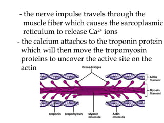 - the nerve impulse travels through the  muscle fiber which causes the sarcoplasmic reticulum to release Ca 2+  ions - the calcium attaches to the troponin protein which will then move the tropomyosin  proteins to uncover the active site on the  actin 