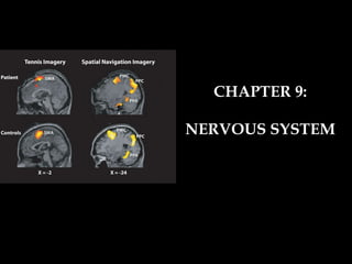 CHAPTER 9: NERVOUS SYSTEM 