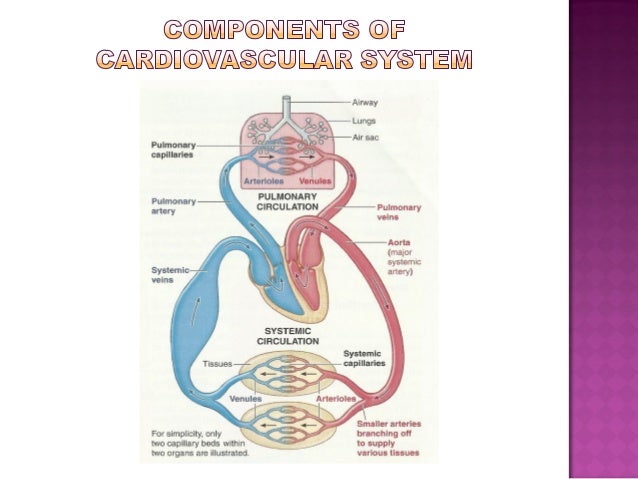 PHYSIOLOGY OF CVS physiology-of-cvs