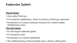 Endocrine System
Pineal Gland:
• Also called Third eye.
• It is located in epithalamus, where two halves of brain get connected.
• Its function is to release melatonin hormone & it control cardiac
rhythm(sleep cycle).
Thyroid Gland:
• It is the largest endocrine gland.
• It is located in neck.
• Its function is to control metabolism.
• The malfunctioning of thyroid gland cause a disease called goiter.
 