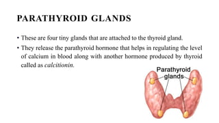 PARATHYROID GLANDS
• These are four tiny glands that are attached to the thyroid gland.
• They release the parathyroid hormone that helps in regulating the level
of calcium in blood along with another hormone produced by thyroid
called as calcitionin.
 