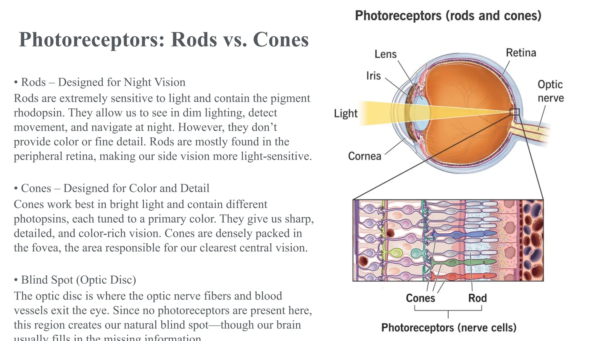 Physiology eye rods and cobes(Garima.9b).pptx